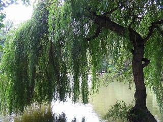 Pszenżyto Salix