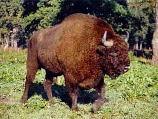 Hybrydy