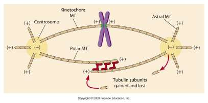 kinetochorowe mikrotubule astrosfery mikrotubule biegunowe istnieją trzy typy mikrotubul wrzeciona mitotycznego ślizganie się względem siebie mikrotubuli biegunowych wywołane przez