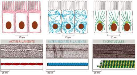 Elementy cytoszkieletu aktynowe pośrednie aktynowe filamenty aktynowe inaczej mikrofilamenty