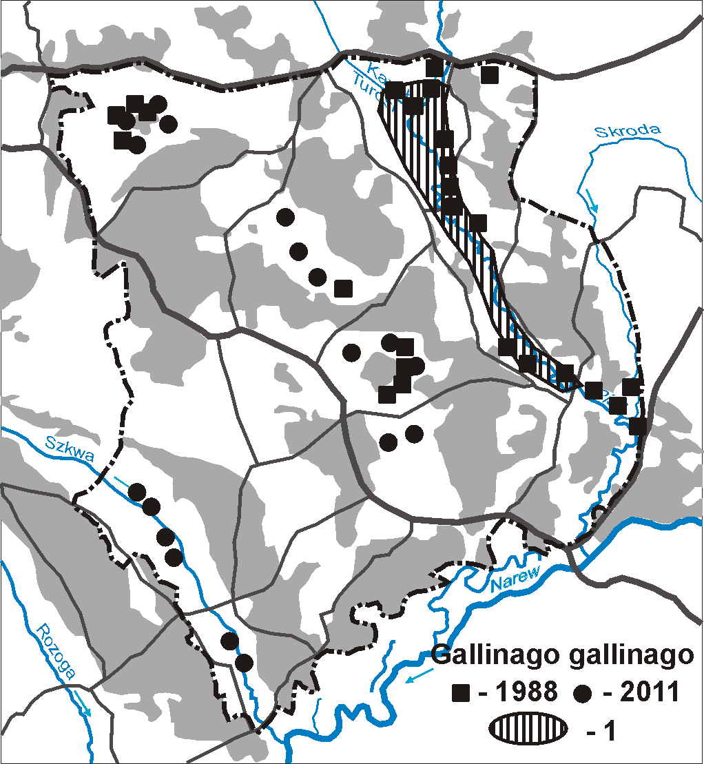 Kulon 16 (2011) 17 i Nowakowski 1998). W latach 2010 i 2011 w tym samym miejscu stwierdzono po jednym tokującym ptaku. Ryc. 11.