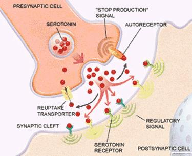 Synapsa chemiczna Konsekwencje uwolnienia neurotransmiterów z pęcherzyków i związania się ich z receptorami: Komórka docelowa ulega depolaryzacji otwarcie kanału (dyfuzja jonów Na do wnętrza