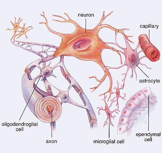 Pochodzenie neuroektodermalne Neuroglej, Tkanka glejowa Tkanka glejowa