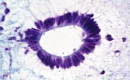 mitochondria. Część bazalna komórek w kontakcie z wypustkami astrocytów.