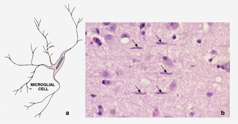 astrocytami, migrują do miejsc obumierania neuronów, gdzie proliferują i fagocytują obumarłe