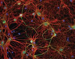 Komórka nerwowa (neuron, neurocyt) - podstawowa jednostka strukturalno-czynnościowa, tkanka glejowa Neurony wraz z komórkami glejowymi pełnią funkcje: organizują i koordynują wiele czynności