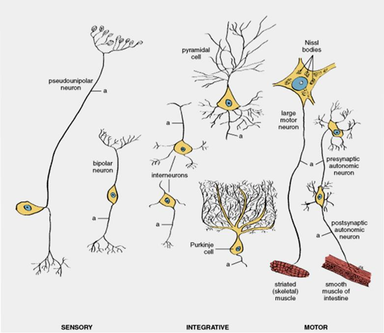 protoplazmatyczne Pseudojednobiegunowe Jądro Akson Ciało neuronu (perikarion) Dłg do 1,5 m Akson