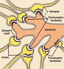 Dendryty kończą się synapsami z innymi neuronami lub dają wolne