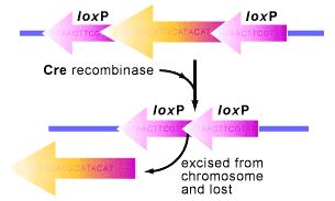Cre/lox System Cre rekombinza miejscowo specyficzna, która działa na miejsce loxp (34 pz). Dlaczego wycinanie DNA za pomocą Cre/loxP jest takie użyteczne w komórkach eukariotycznych?
