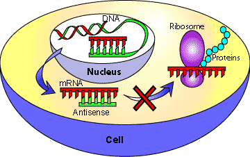 Antysensowne RNA ss mrna może tworzyć struktury dsrna za pomocą drugiej nici komplementarnej do nici sensownej. Ta druga nić nazywa się antysensownym RNA - arna.