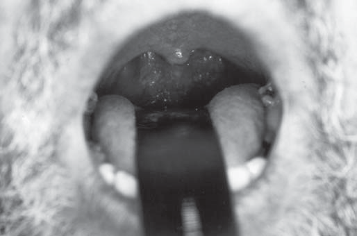 Balcerzak J., Niemczyk K., Przyby³owski T., Chazan R.