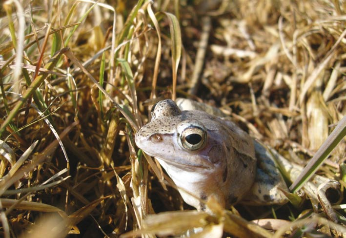 Samiec żaby moczarowej w szacie godowej gody takie zostają przerwane. W ten sposób zachowuje się między innymi kumak nizinny, żaba wodna oraz traszki.