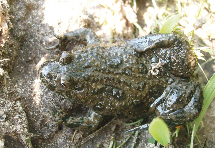 Kumak nizinny w pozycji obronnej z wtórnie uwodnionymi osłonkami wynosi około 8 10mm (dane dla żaby trawnej).