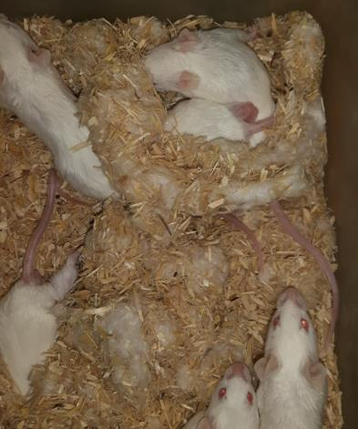 Dodatkowo, domki są elementem zwiększającym powierzchnię klatki o ok. 60cm2. Budowa oka myszy sprawia, że czerwone domki są postrzegane jako czarne obiekty zachęcające do ukrycia się.