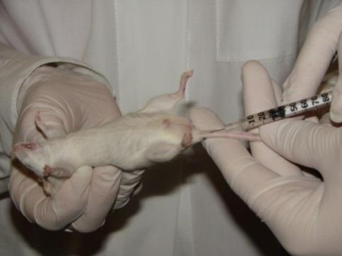 - pobieranie materiału biologicznego do analiz; - podawanie substancji (iv, ip, im, it, po); - immunizacja myszy; - eutanazję zwierząt z zastosowaniem mieszaniny CO 2 i O 2; - i inne usługi na