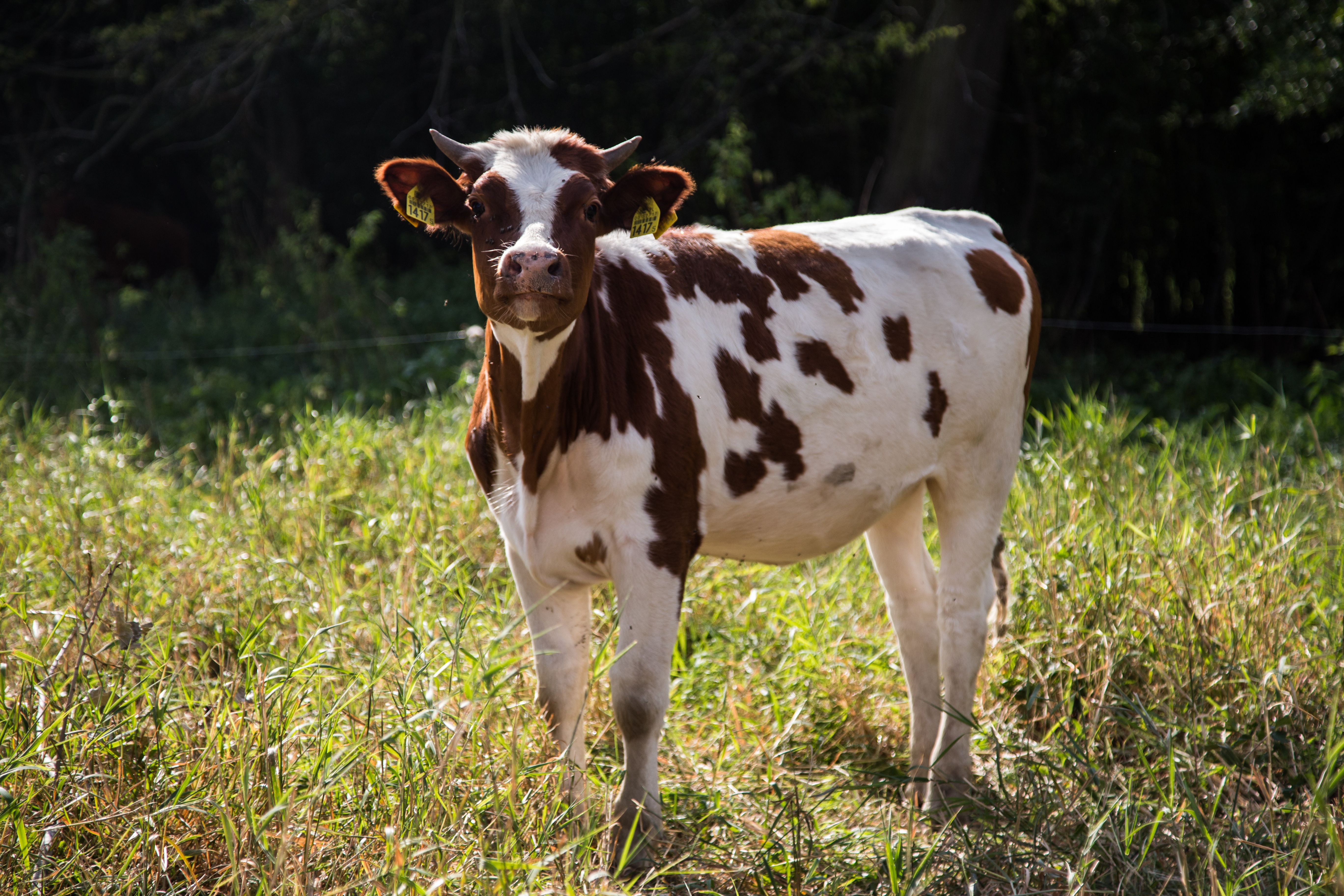 Biegunka jest powszechnym problemem nękającym zarówno hodowców trzody chlewnej, jak i bydła.