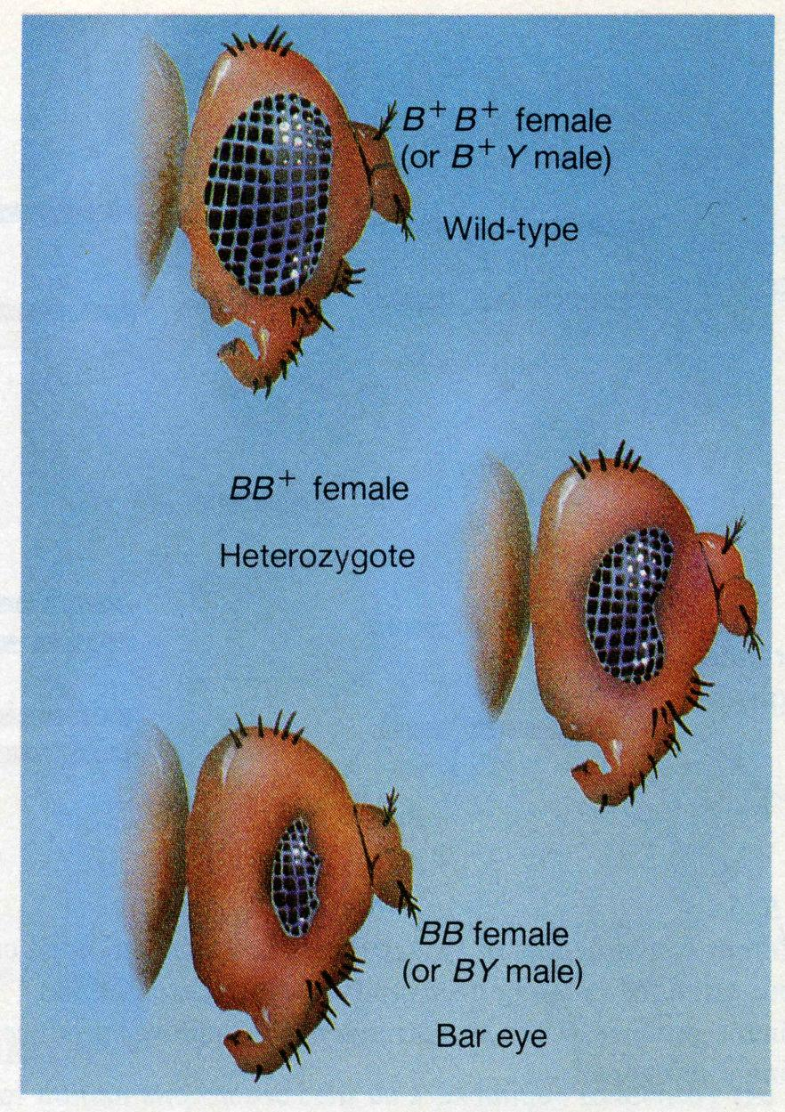 Inną zasługą Morgana było zwrócenie uwagi na chromosomy płciowe Fenotypy samców i samic nie były takie same lub wykazywały inną