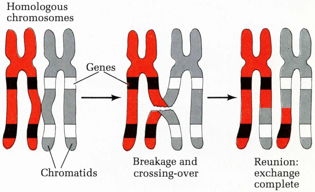 4. Crossing-over i konwersja genów Fakt, że geny leżące na jednym chromosomie mogą zerwać fizyczne sprzężenie