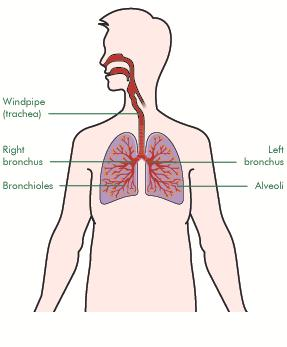 PŁUCA Tchawica (łac. trachea) Prawe oskrzele Lewe oskrzele Oskrzeliki Pęcherzyki płucne Gdy bierzemy oddech, powietrze przechodzi z nosa lub ust do tchawicy (łac.
