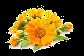 MACERAT Z NAGIETKA Świeże kwiaty najlepiej zbierać podczas suchego, słonecznego dnia, przed południem, kiedy jeszcze kwiaty całkowicie się nie otworzyły.