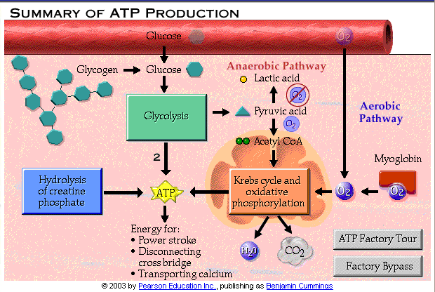 Synteza ATP w