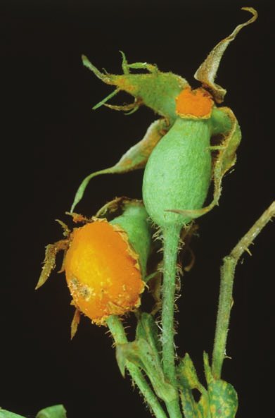 166 WYROŚLA POWODOWANE PRZEZ GRZYBY RDZAWNIKOWE Phragmidium spp. Pucciniales: Phragmidiaceae Znanych jest około 60 gatunków z tego rodzaju.