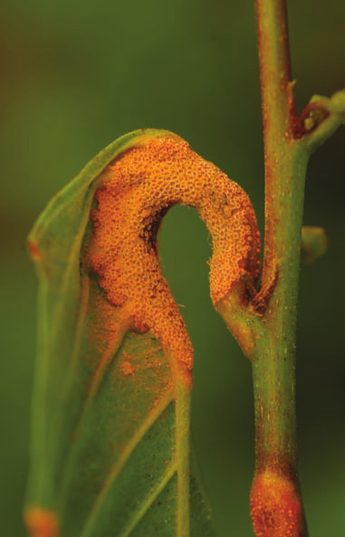 WYROŚLA POWODOWANE PRZEZ GRZYBY RDZAWNIKOWE 167 Puccinia coronata Corda Pucciniales: Pucciniaceae Rdza