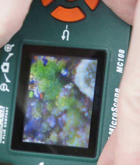 Po prawej obserwacja glonów przy użyciu mikroskopu podręcznego Extech MC 108.