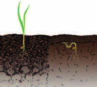 Poprawa drenażu gleby to inne założenie, które można zrealizować dzięki dżdżownicom. Ich populacja znacznie wzrasta w uprawie bezorkowej.