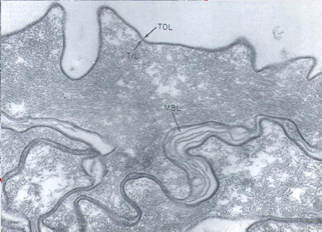 Cytoplazma keratynocytów zawiera zagregowane filamenty keratynowe połączone z filagryną (filament matrix complex)