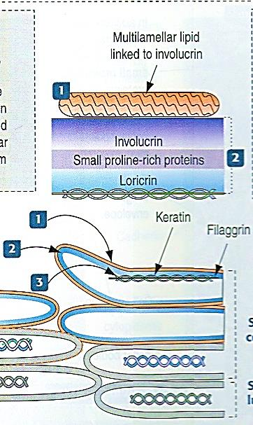 keratolinina 3.