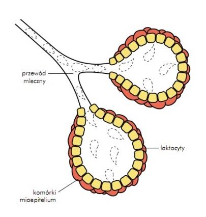 przewody śródpłacikowe (nabłonek 1-w-wy sześcienny), międzypłatowe (walcowaty), w kierunku brodawki rozszerzone zatoki mlekowe (dwuwarstwowy wielow-wy płaski).