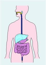 Układ pokarmowy Jama ustna Miażdżenie, fragmentacja i nadtrawianie pokarmu Pasywny pasaż pokarmu Trawienie enzymatyczne pokarmu, wchłanianie Żołądek, jelito cienkie, jelito