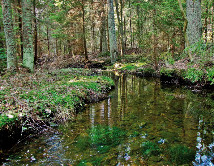 Szczepaniak) Bezimienny potok w