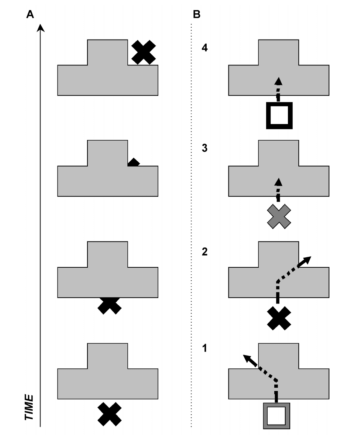Rafał LINOWIECKI et al. 86 Rysunek 1. Procedura eksperymentu zaproponowana przez B. McMurray a i R.N. Aslina (2004). Jednym z przykładów są badania B. McMurray a oraz R.N. Aslin a (2004), którzy współpracując z sześciomiesięcznymi niemowlętami zaprojektowali serię czterech eksperymentów opartych na zasadzie wymuszonego wyboru z dwoma możliwościami (ang.