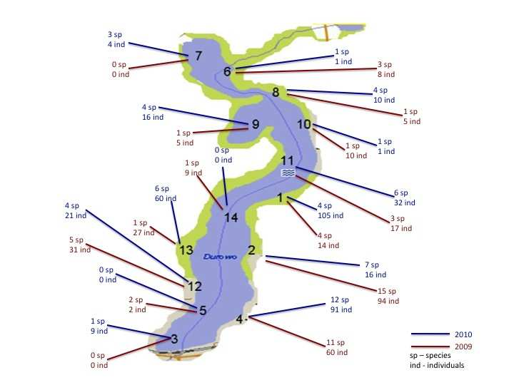 Ryc. 2. Liczba gatunków i osobników stwierdzona w roku 2009 I 2010 na poszczególnych stanowiskach w jeziorze. RównieŜ indeks Shanona uzyskał najwyŝszą wartość (0.