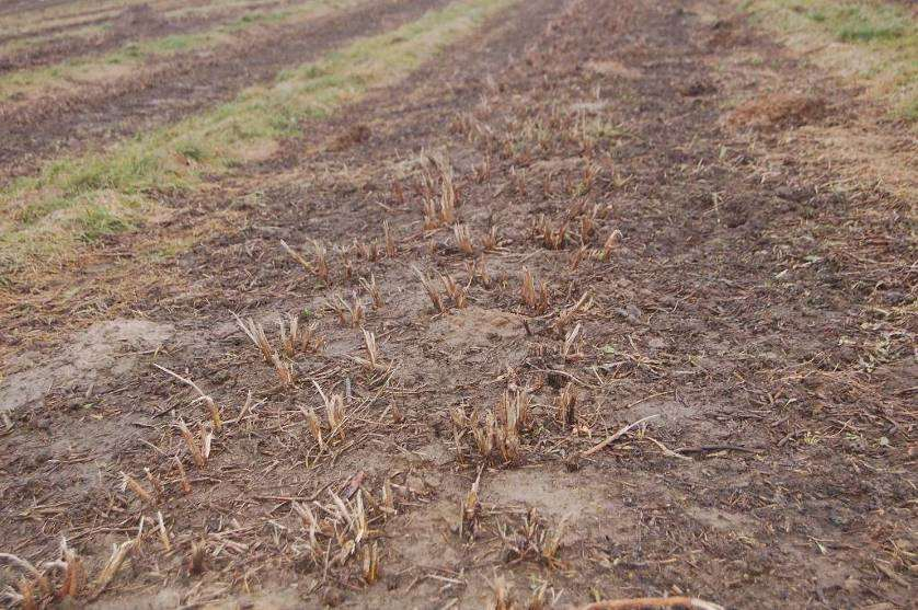 Przygotowanie plantacji : skoszenie nisko pędów (dłuższa żywotność agrowłókniny)