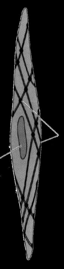 kalponina miofilamenty grube: miozyna 2 Molekularny mechanizm