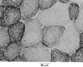 cienkie białka pośredniczące integryny kolagen mitochondria Włókna białe: