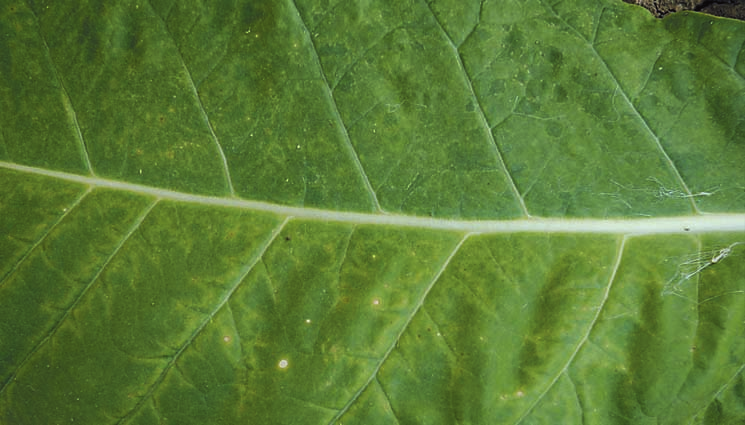 4.1.3.4. Mozaika ogórka CMV (Cucumber mosaic virus) Sprawcą choroby jest wirus mozaiki ogórka (CMV), przenoszony przez wiele gatunków mszyc, szczególnie przez mszycę brzoskwiniowo-ziemniaczaną Myzus