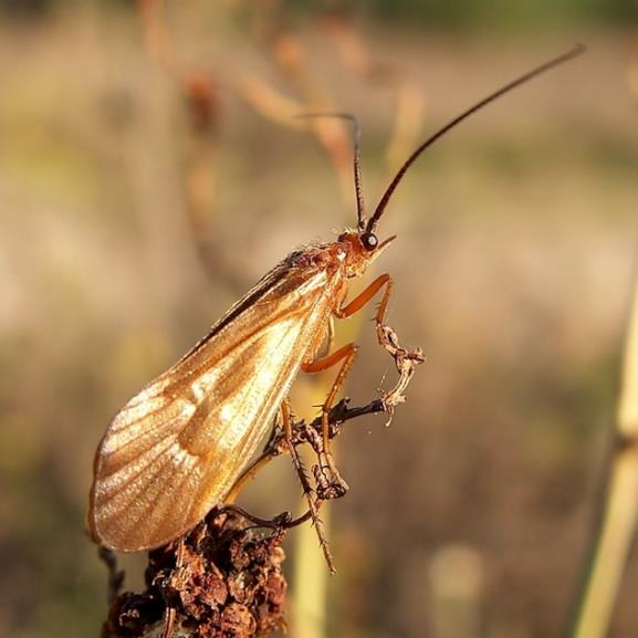 Fauna wodna: wodopójki, chrząszcze wodne, chruściki. Badania faunistyczno-ekologiczne nad wybranymi grupami organizmów. Analizowane są bezkręgowce związane z dnem zbiorników (zoobentos) oraz tzw.