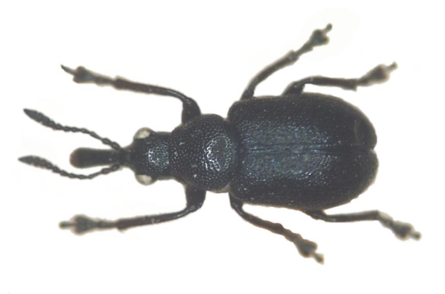 Fauna lądowa: