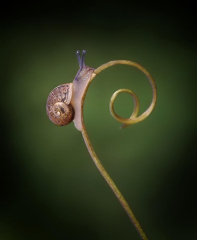 Fauna lądowa: mięczaki Ślimaki lądowe jako biowskaźniki zanieczyszczenia środowiska analizy wielkości depozytów wybranych pierwiastków i