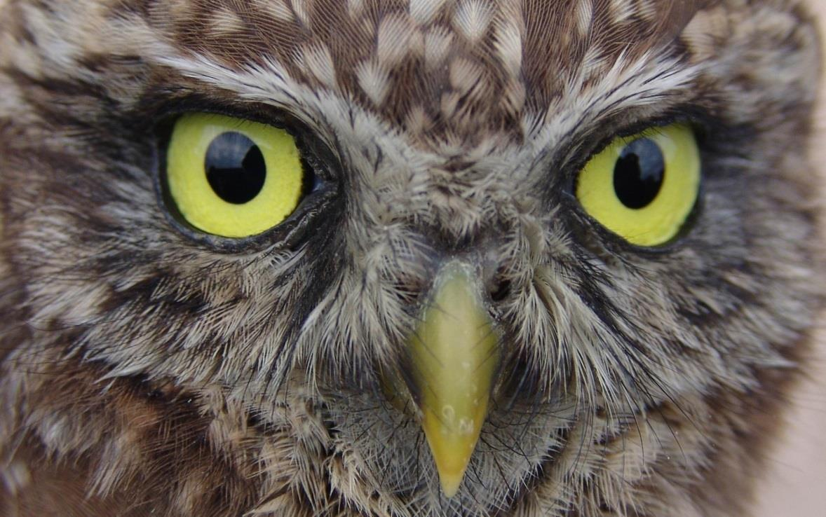 Fauna lądowa: ptaki Rozmieszczenie, liczebność, biologia i