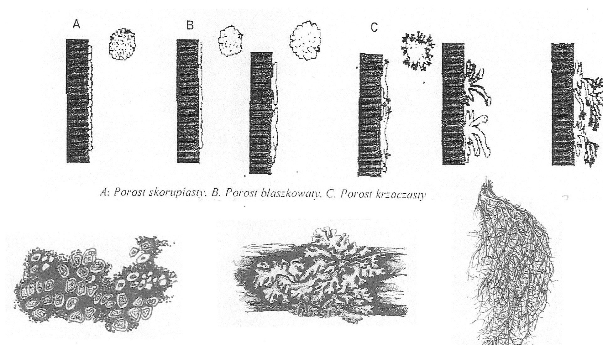 Przystanek III Porosty [U] Wprowadzenie: Porosty nie są mchami, choć z wyglądu je przypominają. Ciało porostu zbudowane jest z 2 żyjących symbiotycznie komponentów: grzybów i glonów.
