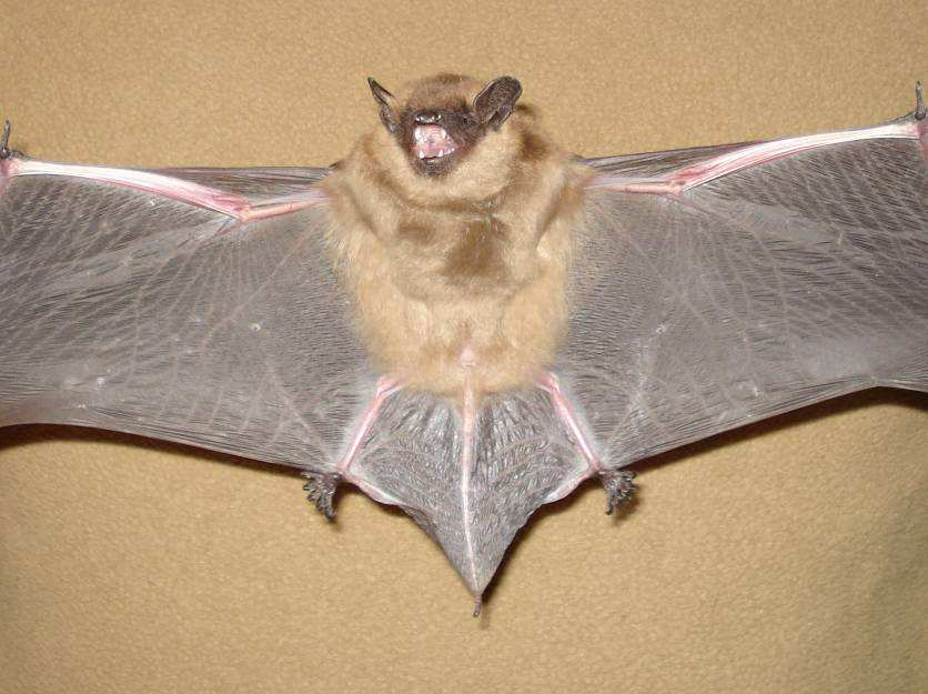 Mroczek późny Eptesicus serotinus ESE Systematyka gatunku: Gromada: Ssaki Mammalia Rząd: toperze Chiroptera Rodzina: Mroczkowate Vespertilionidae Ryc. 10.