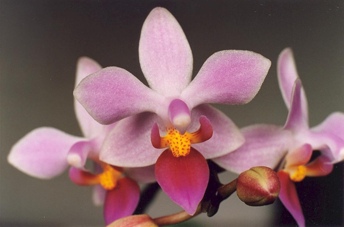 W naturze ta Phalaenopsis może mieć 1,5 metrowe kwiatostany, kwiaty niewielkie, ok. 3 cm średnicy, mniejsze od P.