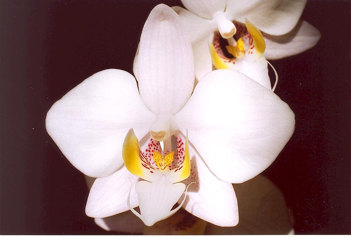 Kwiatostan może osiągać ok. 30 cm długości i mieć ok. 20 kwiatów. P. philippinensis Również Phalaenopsis o barwnych liściach.