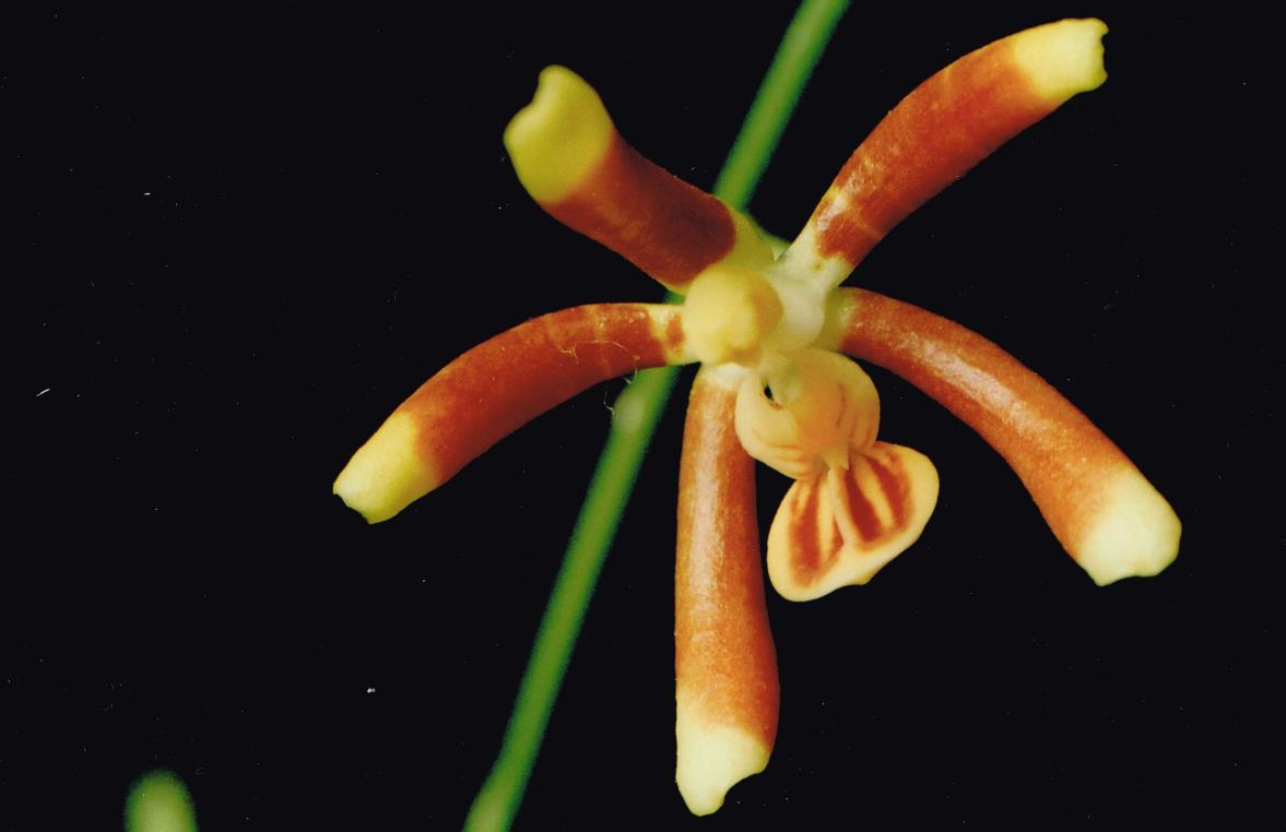 P. fuscata Również trudna roślina. Cała ta sekcja: P. fuscata, P. kunstleri, P. viridis, P.