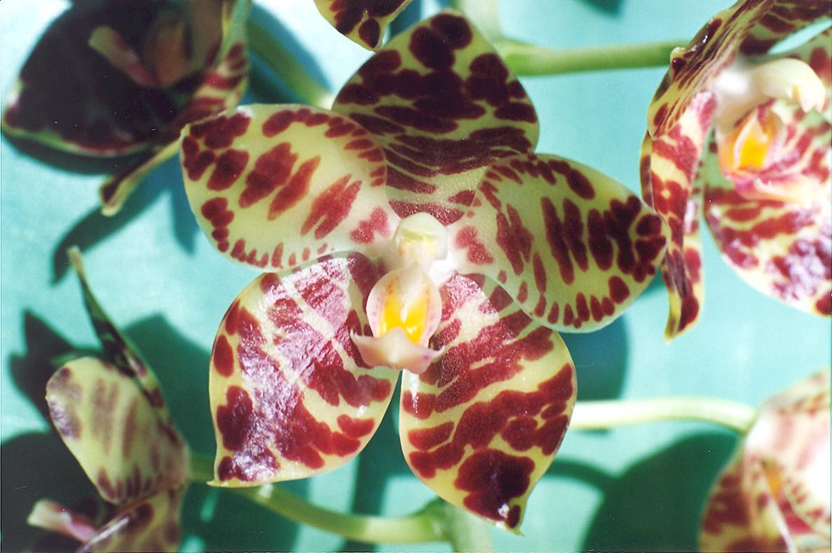 Wytrzymała roślina. Nie ma większej od niej Phalaenopsis i stąd pochodzi jej nazwa.